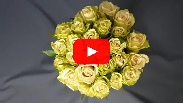 Video: Kytice 25 zelených růží GREEN FASHION