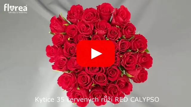 Video: Kytice 35 červených růží RED CALYPSO