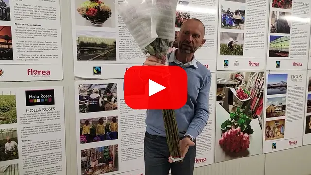 Video: Kytice 35 luxusních růží Red Naomi! 90 centimetrů