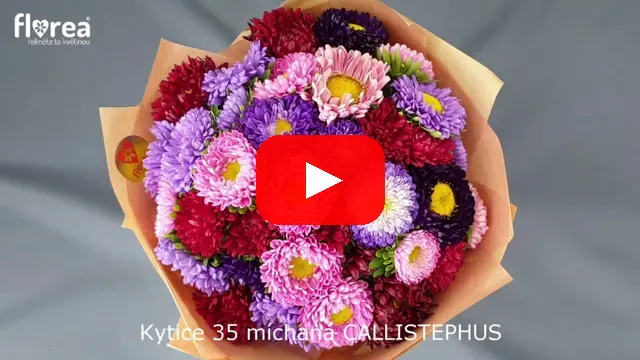 Video: Kytice 35 míchaná CALLISTEPHUS