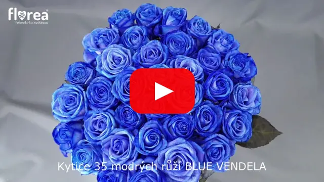 Video: Kytice 35 modrých růží BLUE VENDELA