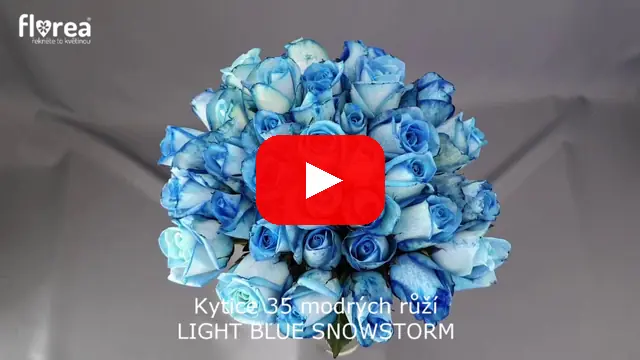 Video: Kytice 35 modrých růží LIGHT BLUE SNOWSTORM