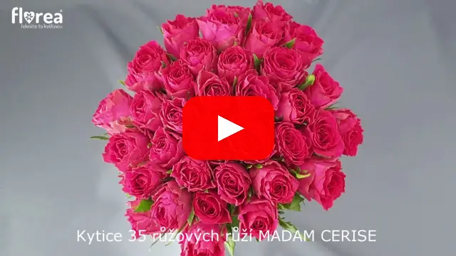 Video: Kytice 35 růžových růží MADAM CERISE