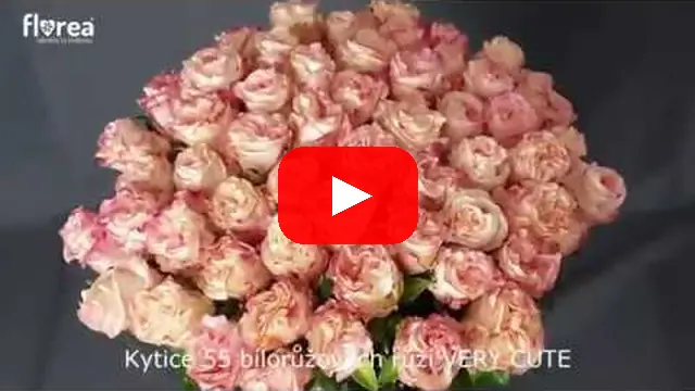 Video: Kytice 55 bílorůžových růží VERY CUTE