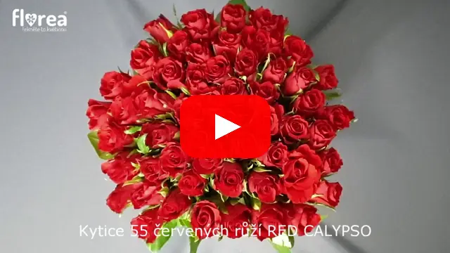 Video: Kytice 55 červených růží RED CALYPSO
