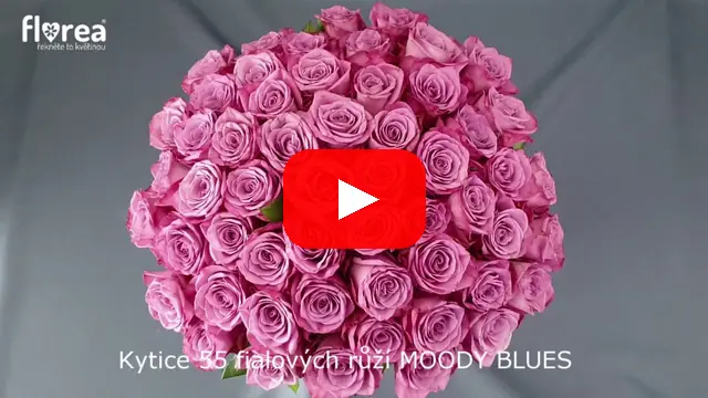 Video: Kytice 55 fialových růží MOODY BLUES