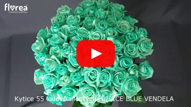 Video: Kytice 55 ledově modrých růží ICE BLUE VENDELA