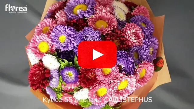 Video: Kytice 55 míchaná CALLISTEPHUS