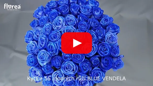 Video: Kytice 55 modrých růží BLUE VENDELA