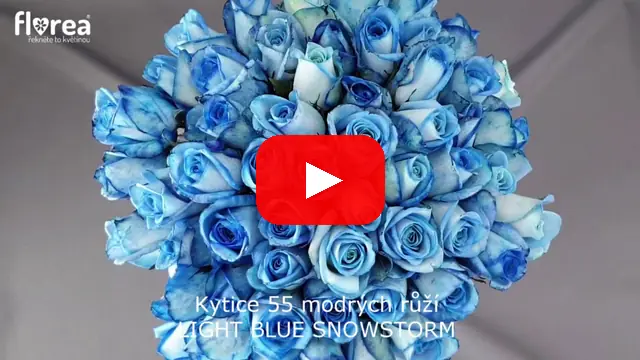 Video: Kytice 55 modrých růží LIGHT BLUE SNOWSTORM