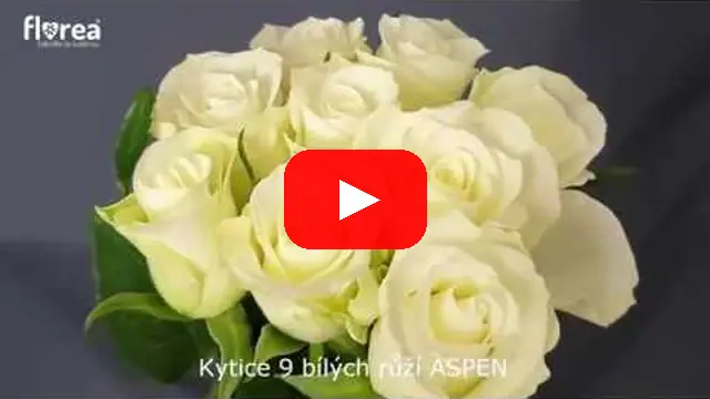 Video: Kytice 9 bílých růží ASPEN