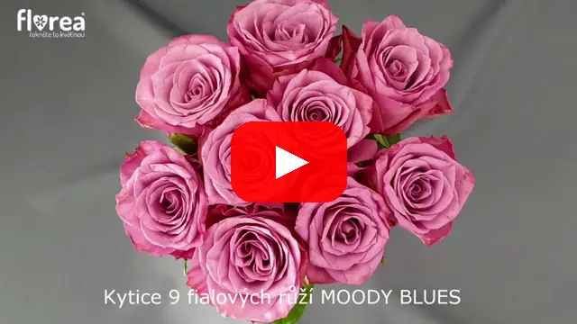 Video: Kytice 9 fialových růží MOODY BLUES