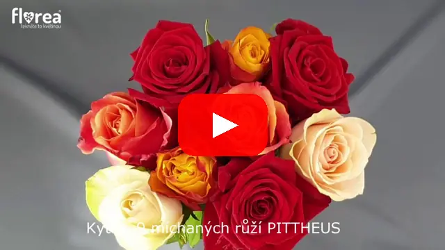 Video: Kytice 9 míchaných růží PITTHEUS