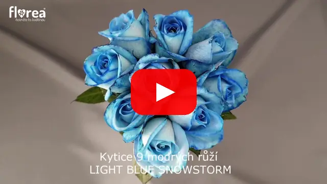 Video: Kytice 9 modrých růží LIGHT BLUE SNOWSTORM