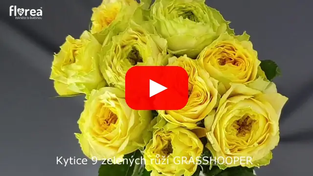 Video: Kytice 9 zelených růží GRASSHOOPER