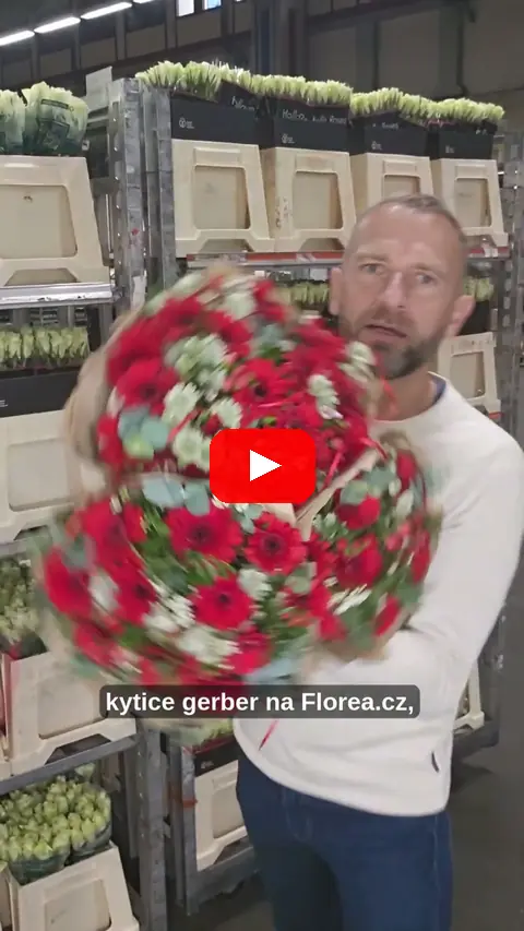 Video: Kytice 100 tulipánů