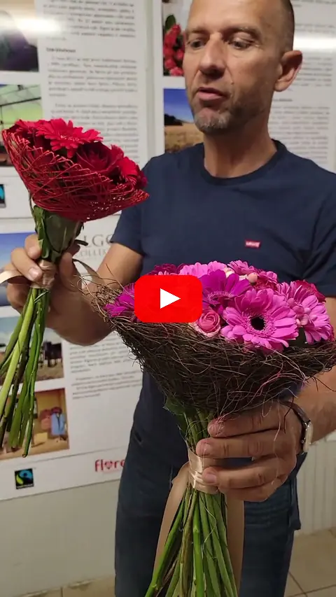 Video: Kytice 100 červených a bílých tulipánů