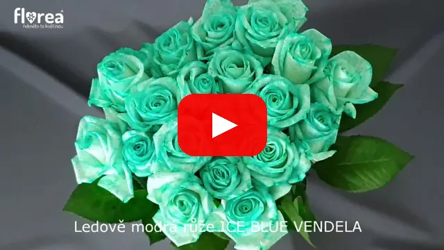 Video: Ledově modrá růže ICE BLUE VENDELA