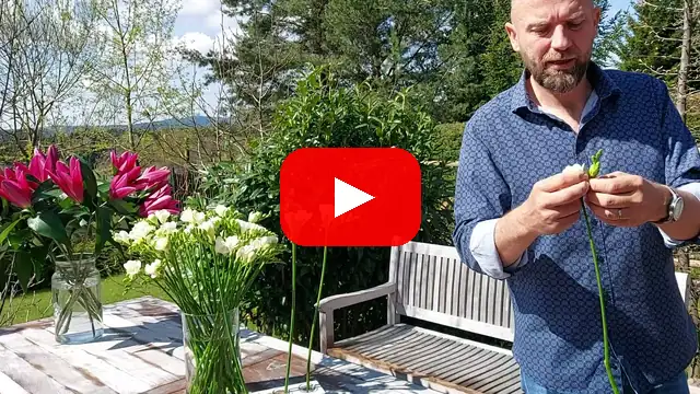 Video: Luxusní frézie DU VERSAILLES na Florea.cz