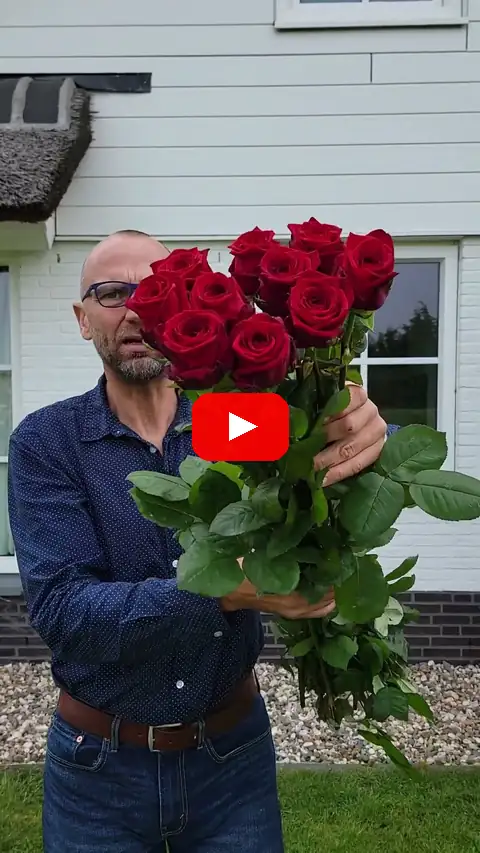Video: Metr dlouhé superprémiové růže Red Naomi