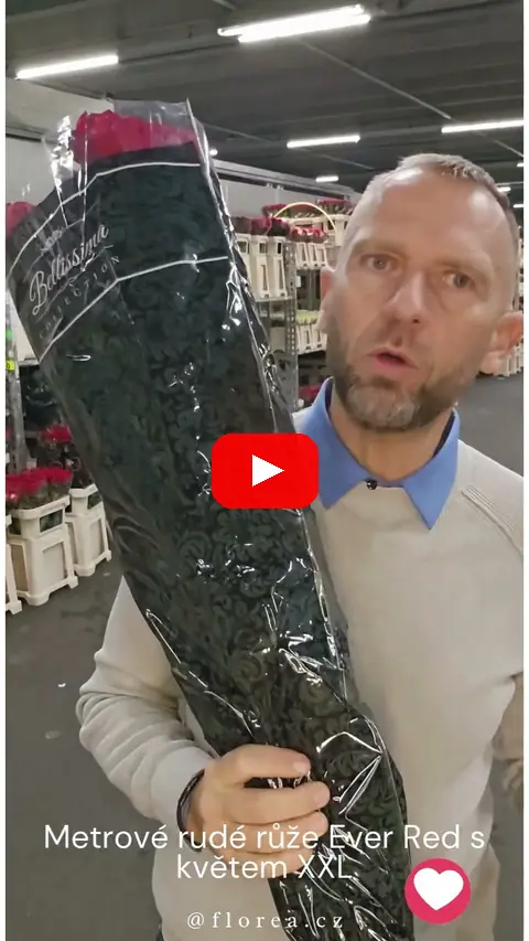 Video: Metrové Ever Red
