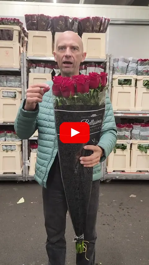 Video: Metrové luxusní růže Ever Red