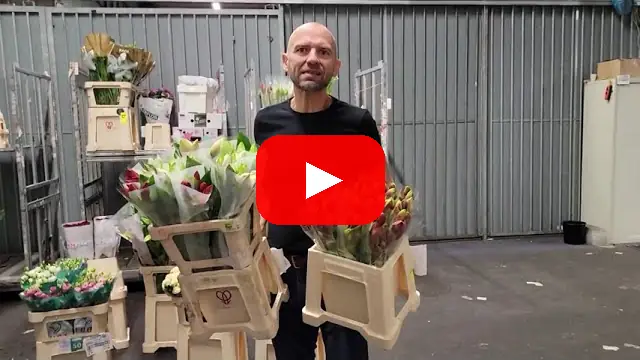 Video: Mix amarylis