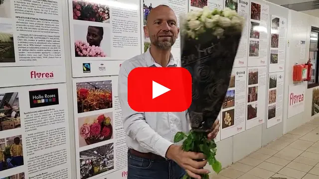 Video: Mnohokvětá bílá růže White Yo-Yo