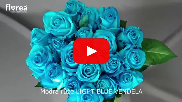 Video: Modrá růže LIGHT BLUE VENDELA