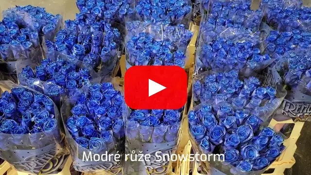 Video: Modré růže Snowstorm
