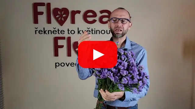 Video: Modrofialová Statice (Limonium)