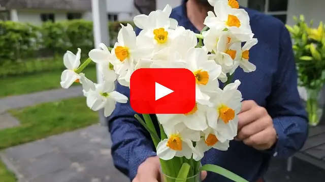 Video: Narcis Geranium