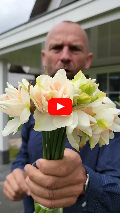 Video: Narcis Snow Parade