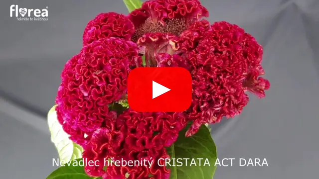 Video: Nevadlec hřebenitý CRISTATA ACT DARA