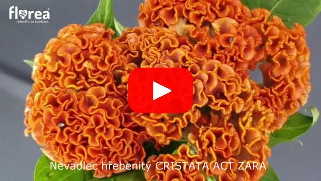 Video: Nevadlec hřebenitý CRISTATA ACT ZARA