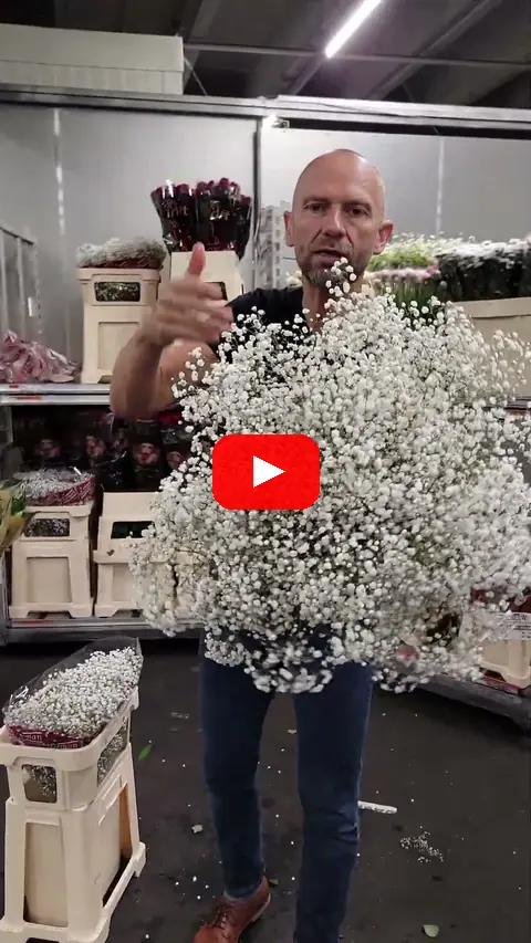 Video: Nevěstin závoj Gypsophila