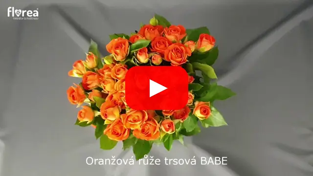 Video: Oranžová růže trsová BABE