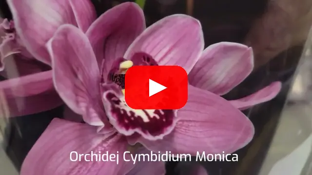 Video: Orchidej cymbidium Monica