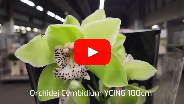 Video: orchidej cymbidium Orchidej YCING 100cm