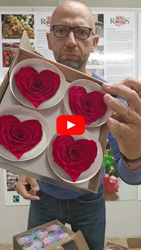 Video: Stabilizované růže Rose Amor