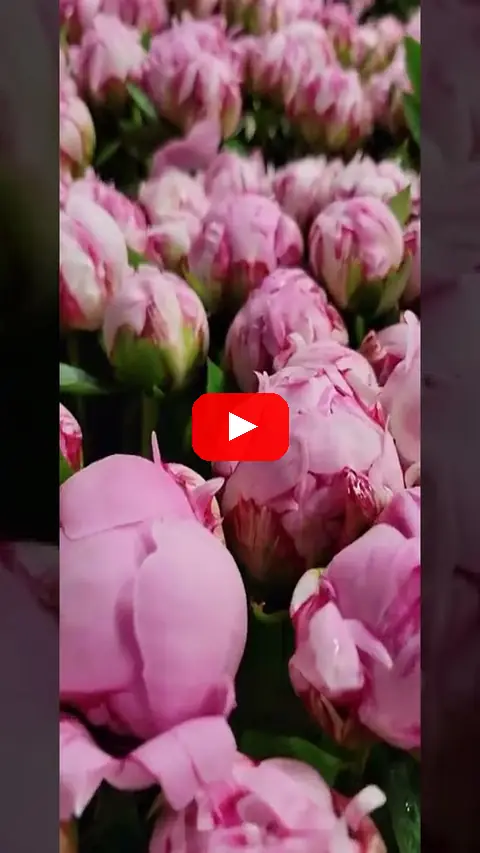 Video: Pivoňka SARAH BERNHARDT