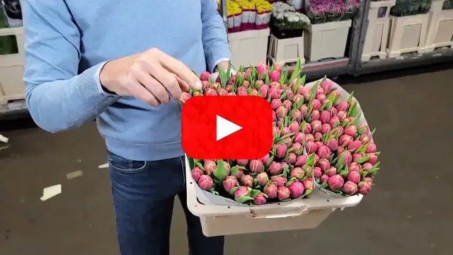 Video: Plnokvěté tulipány Columbus