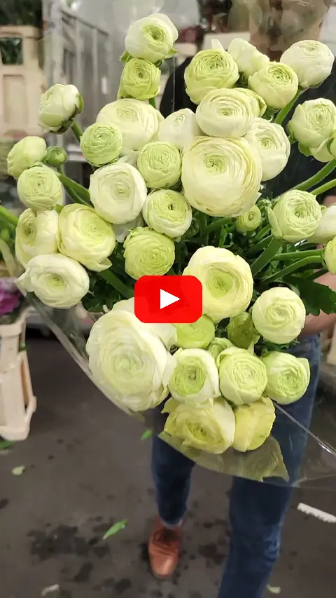 Video: Pryskyřník (ranunculus) Cream Azzur
