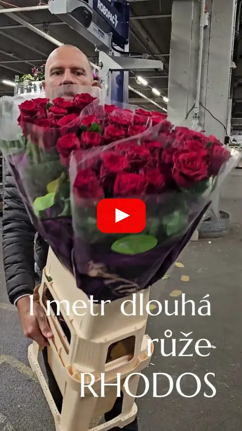 Video: Rudé metrové růže Rhodos