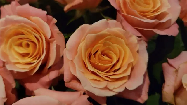 Video: Růže Miss Piggy+ | Aalsmeer 2022
