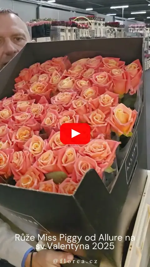 Video: Růže Miss Piggy
