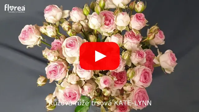 Video: Růžová růže trsová KATE-LYNN