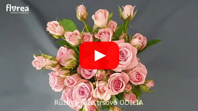 Video: Růžová růže trsová ODILIA