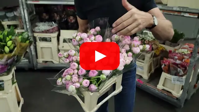 Video: Růžový pryskyřník Ranunculus Elegance Pink