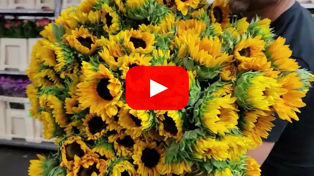 Video: Slunečnice Sunrich Orange